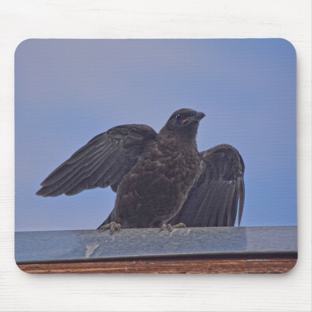 Wild Raven and Roof Wildlife Photo Gift Mouse Pad (Front)