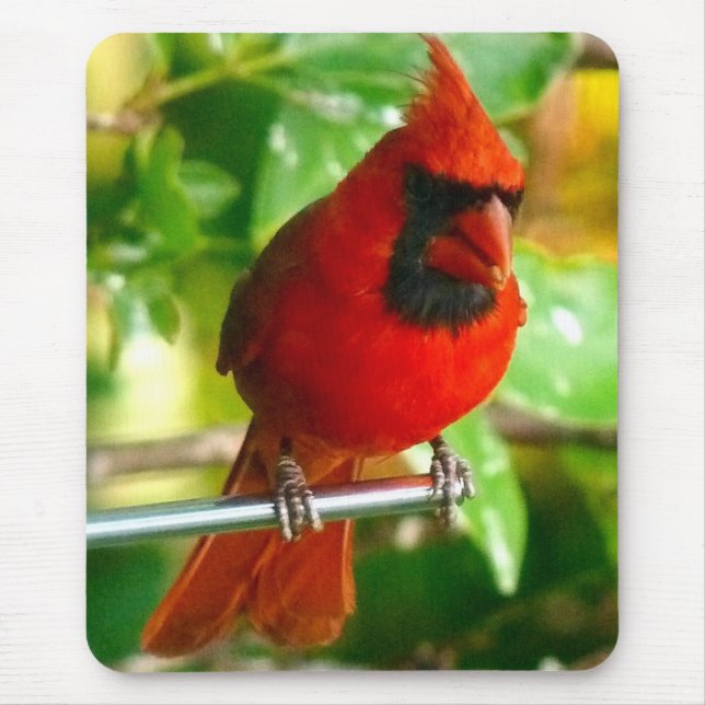 Wild Red Cardinal in Hawaii Mouse Pad (Front)