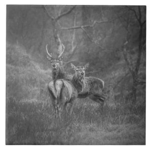 Wild Red deer and stag in Scotland Ceramic Tile