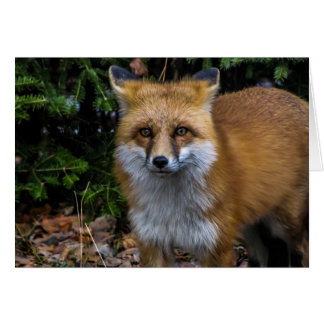 Wild Red Fox Cards