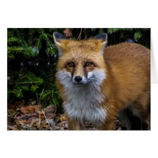 Wild Red Fox Cards (Front Horizontal)