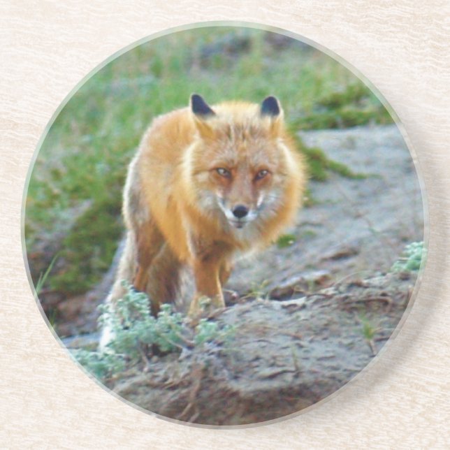 Wild Red Fox Vixen Wildlife Photo Art Sandstone Coaster (Front)