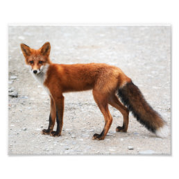Wild red fox with beautiful skin photo print