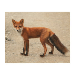 Wild red fox with beautiful skin wood wall art