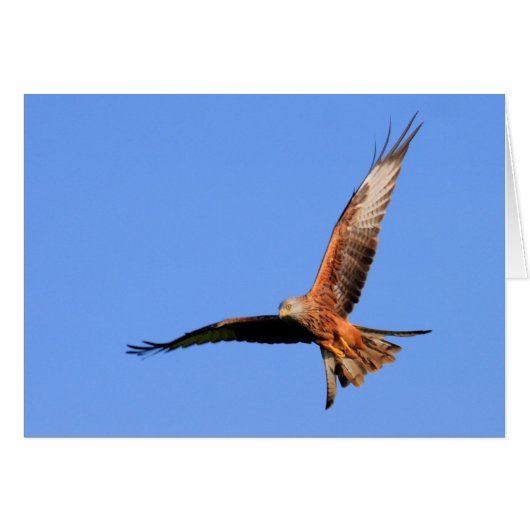 Wild Red Kites Cards (Front Horizontal)