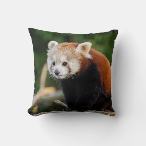 Wild Red Panda Cute Photo Throw Pillow