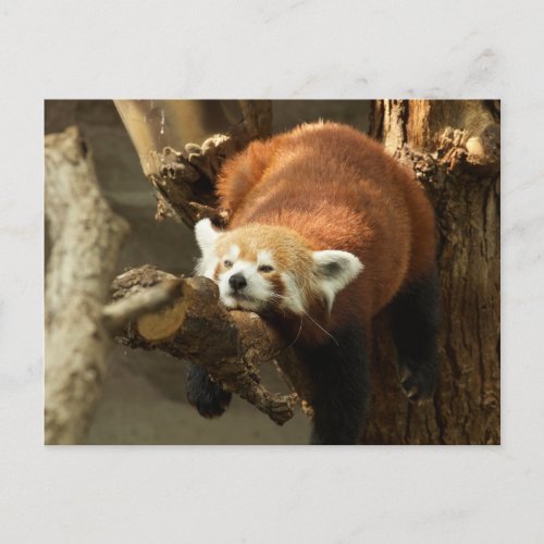 Wild Red Panda Sleeping Photo Postcard