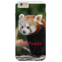 Wild Red Panda Snowy Log Photo