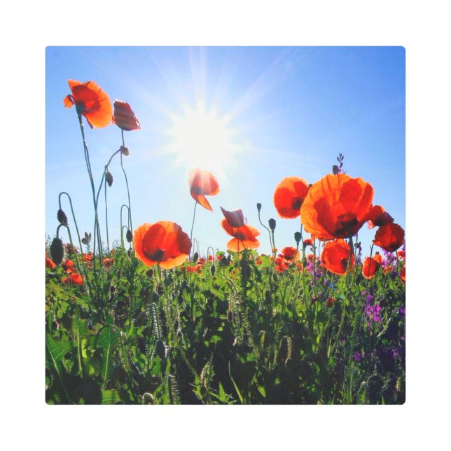 Wild Red Poppies Flowers Metal Print (Front)