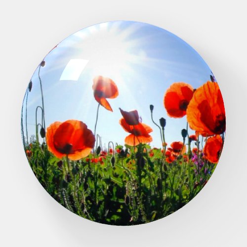 Wild Red Poppies Flowers Paperweight