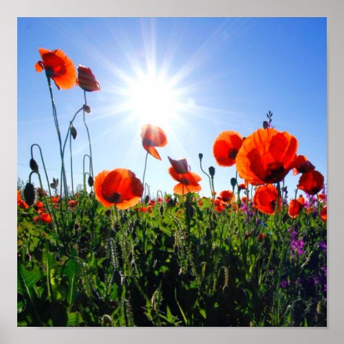 Wild Red Poppies Flowers Poster