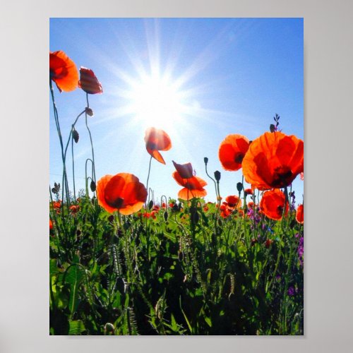 Wild Red Poppies Flowers Poster