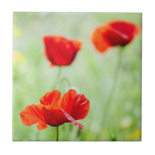 Wild red poppy flower ceramic tile