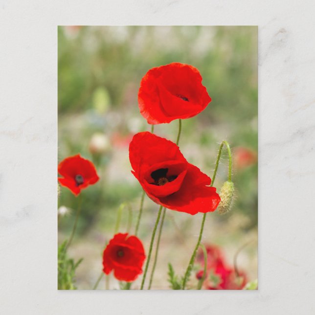 Wild red poppy flower postcard (Front)