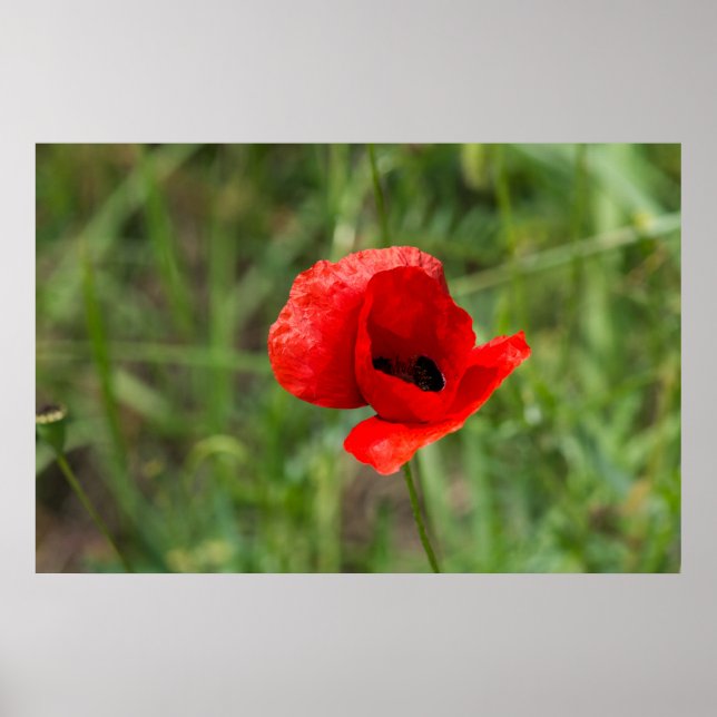 Wild red poppy flower poster (Front)