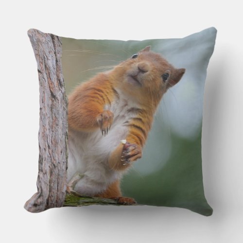 Wild Red Squirrel in the Scottish Highlands Photo Throw Pillow