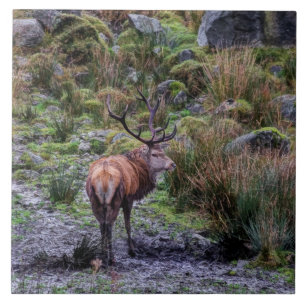 Wild Red stag in Scotland Tile