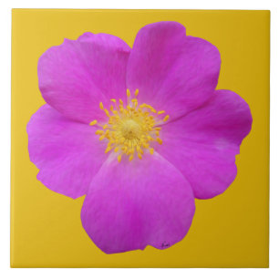 Wild Rose 2 Tile