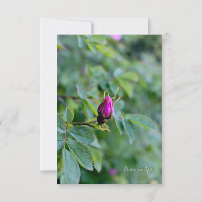 Wild Rose Bud Note Card (Front)