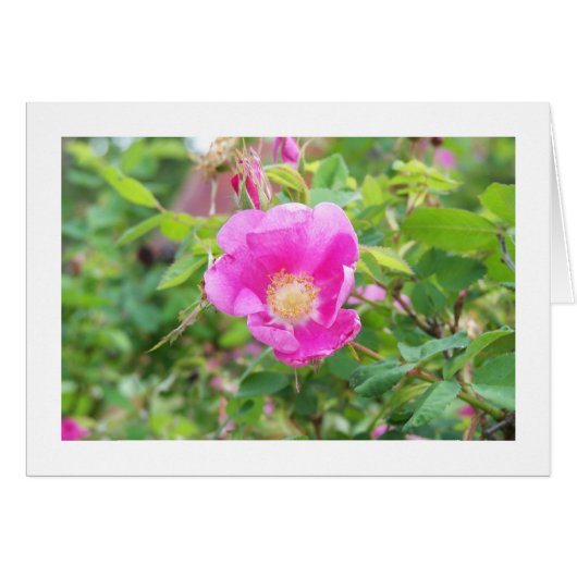 Wild Rose Cards (Front Horizontal)