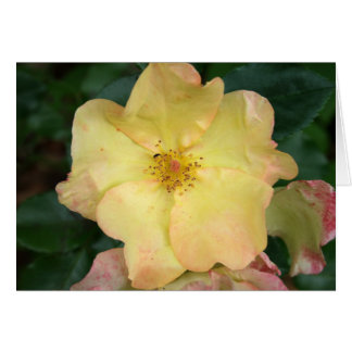 Wild Rose Cards