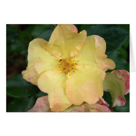 Wild Rose Cards (Front Horizontal)