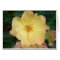 Wild Rose