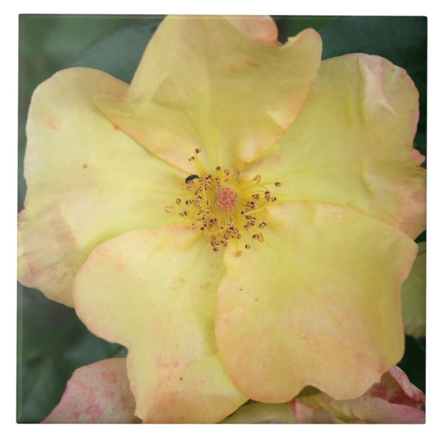 Wild Rose Ceramic Tile (Front)