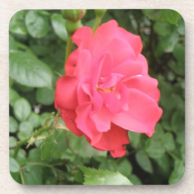 Wild Rose Cork Coaster (Front)