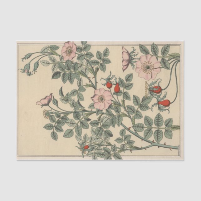 Wild Rose, Eugene Grasset's Botany Series Tissue Paper (Front)