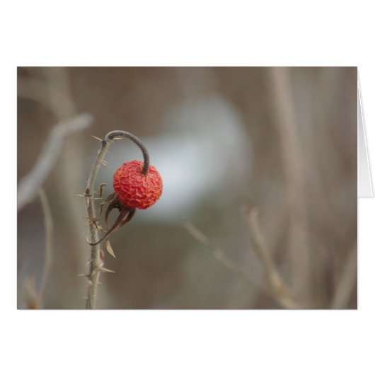 Wild Rose Fruit Card (Front Horizontal)