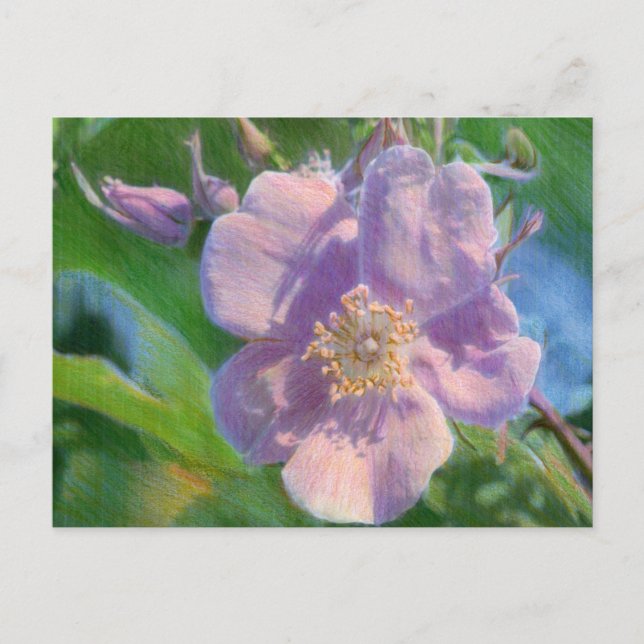 Wild Rose Mixed Media Drawing Postcard (Front)