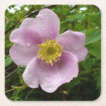 Wild Rose Paper Coasters