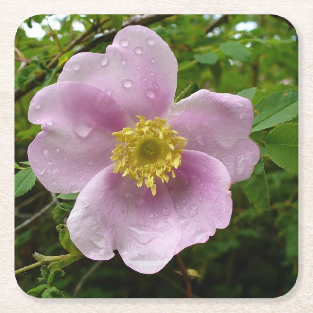 Wild Rose Paper Coasters (Front)