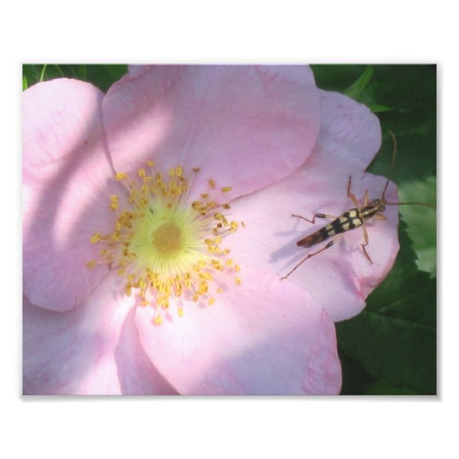 Wild Rose Photo Print (Front)