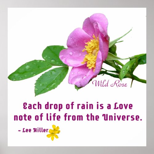 Wild Rose Wildflower Rain Quote Poster