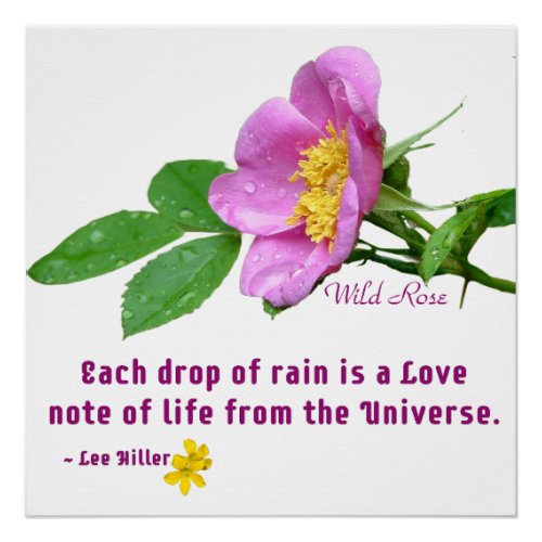 Wild Rose Wildflower Rain Quote Poster