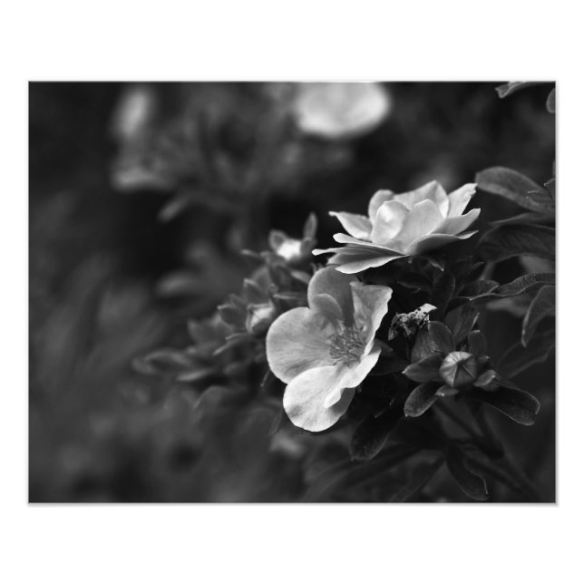 Wild Roses - Floral Fine Art Photo Print (Front)