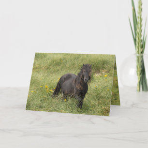 Wild Sable Island Stallion Greeting Card