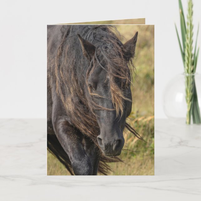 Wild Sable Island Stallion's Mane Greeting Cards (Front)