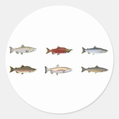 Wild Salmon Classic Round Sticker