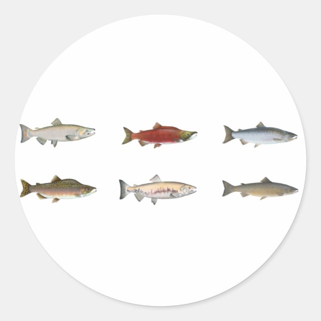 Wild Salmon Classic Round Sticker (Front)