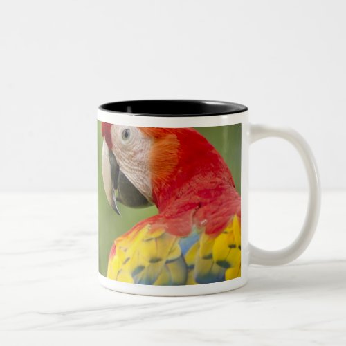 Wild scarlet macaw rainforest Costa Rica Two_Tone Coffee Mug