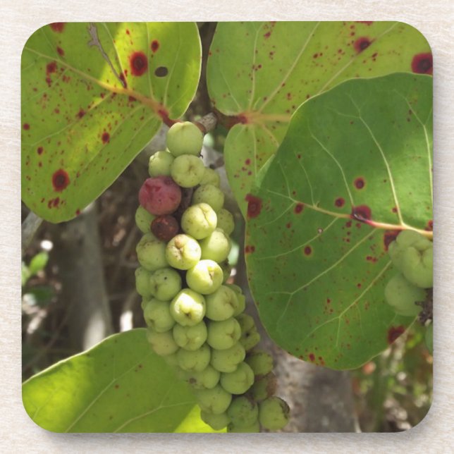 Wild Sea Grapes Set of Coasters (Front)