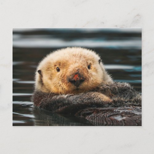 Wild Sea Otter Portrait Postcard