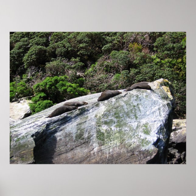 Wild Seals Sleeping On The Rock, Milford Sound, NZ Poster (Front)