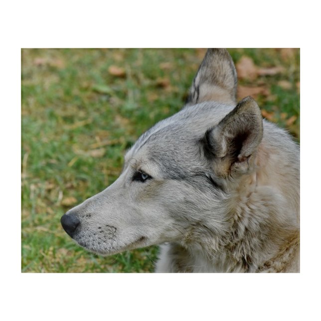 Wild Siberian Husky Acrylic Print (Front)