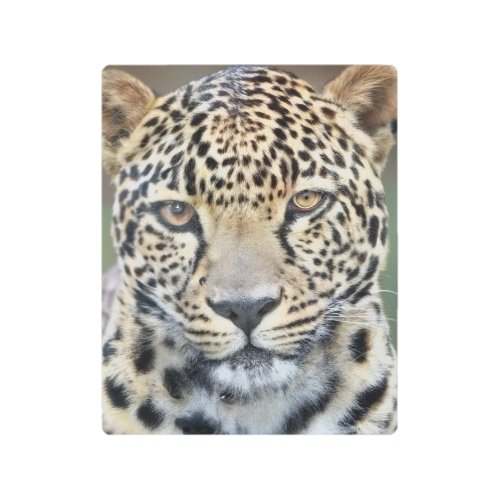 Wild Spotted Leopard Metal Print