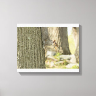 Wild Squirrel with a nut in his mouth Canvas Print