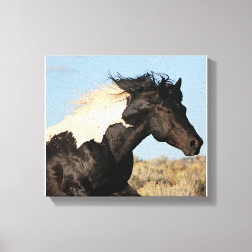 Wild Stallion Canvas Print